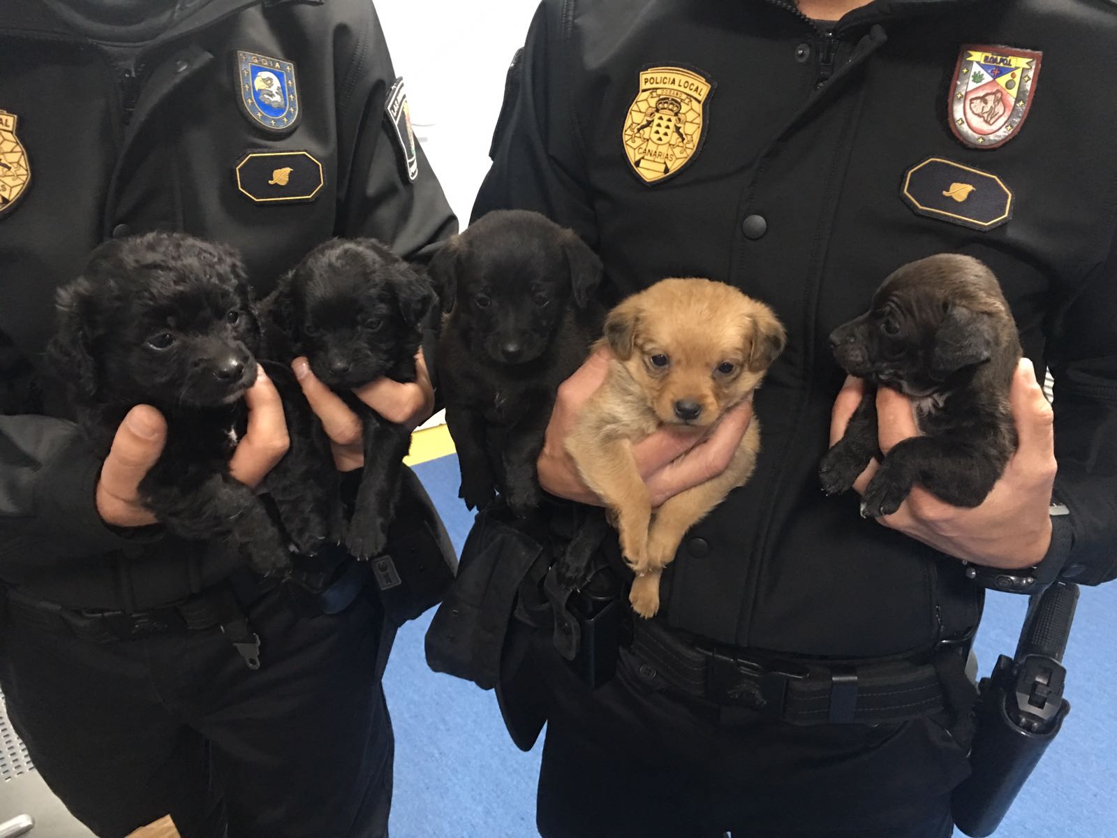 Cachorros recuperados por la Policía Local de Las Palmas de Gran Canaria