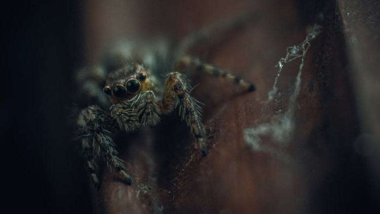 Araña