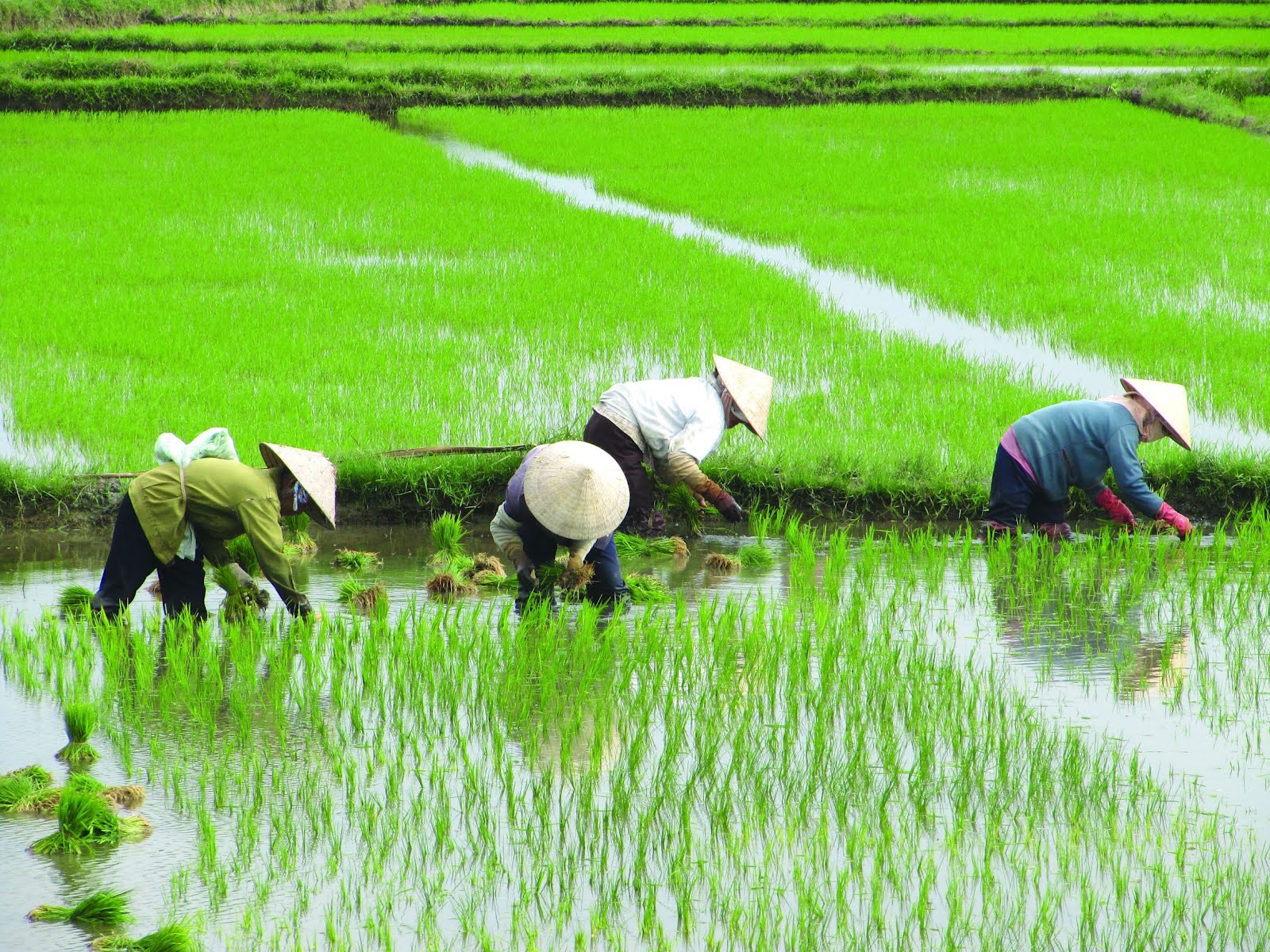 Chinos trabajando en un campo de arroz