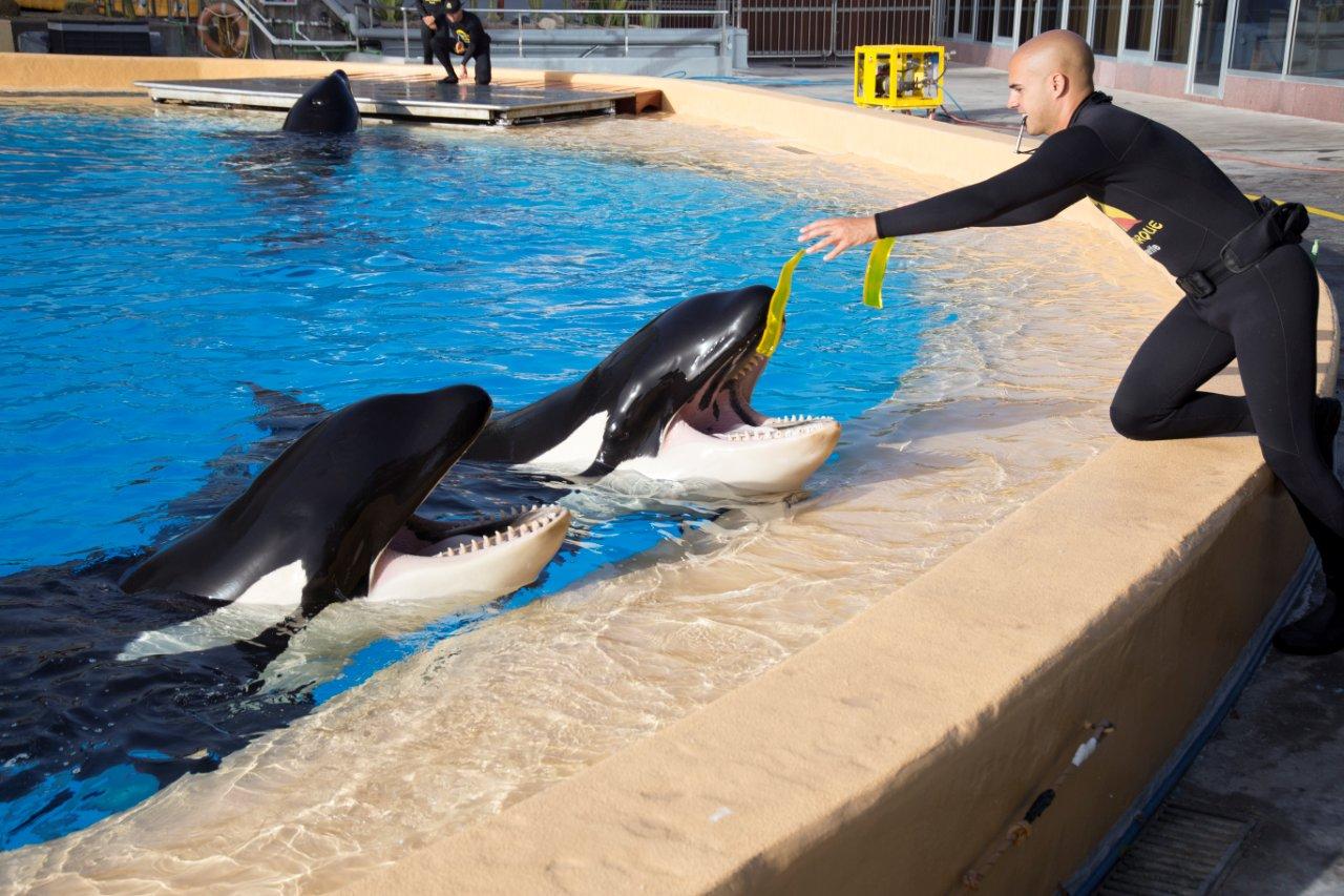 Orcas en Loro Parque