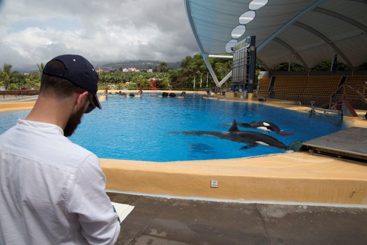 Orcas en Loro Parque