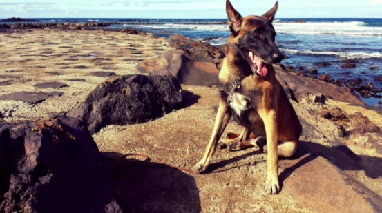 Fotos: @PoliciaLPA Nitro, perro de la Unidad Canina de la Policía Local de Las Palmas de Gran Canaria