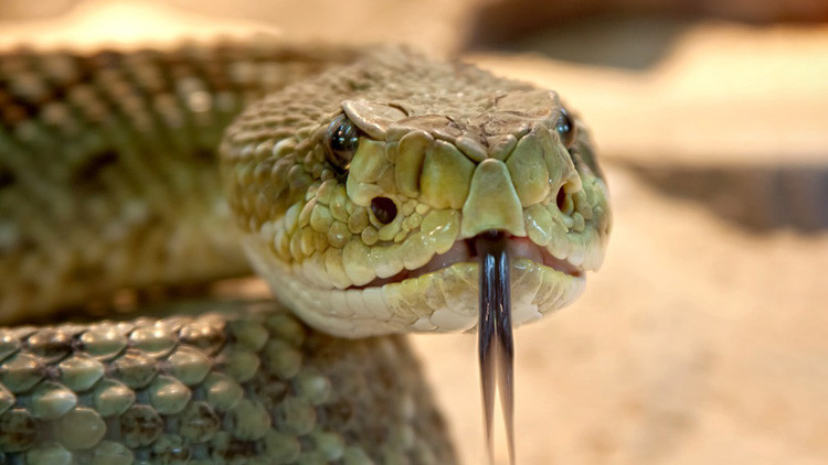 Una serpiente