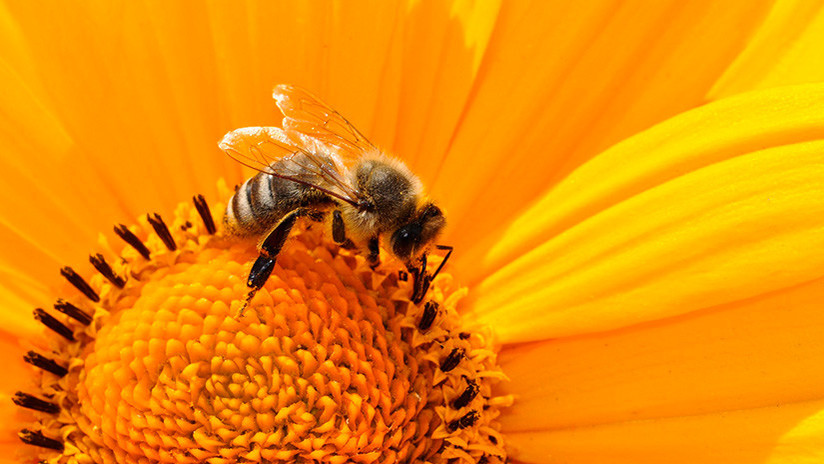 abeja en una flor