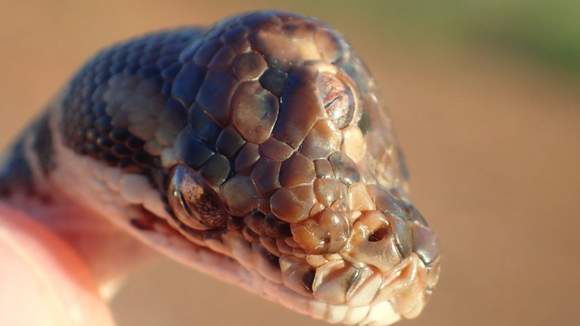 Serpiente con tres ojos Serpiente con tres ojos