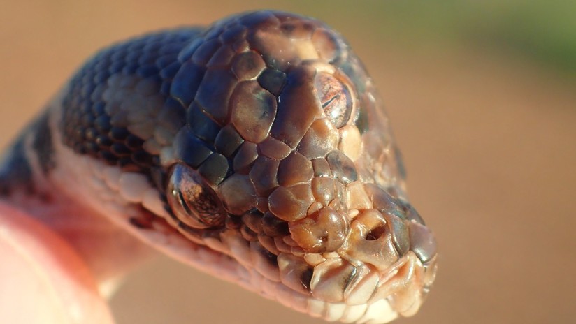 Serpiente con tres ojos