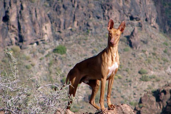 Perro de caza