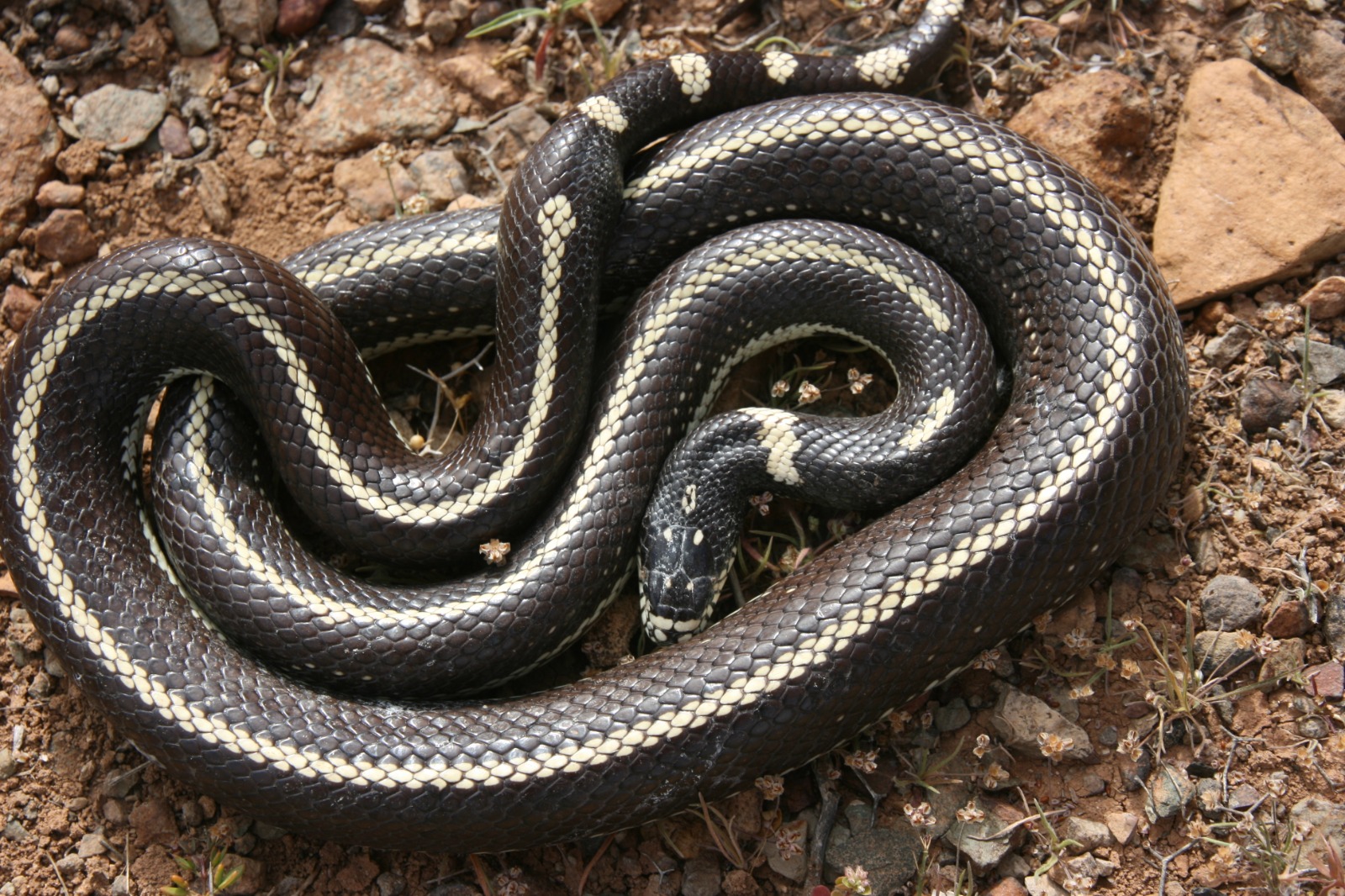 culebra californiana