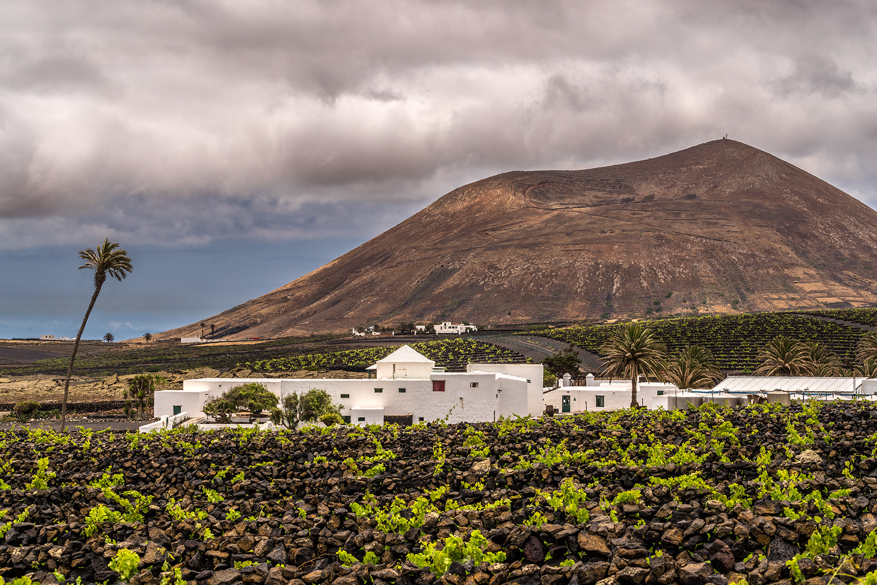 Bodegas El Grifo