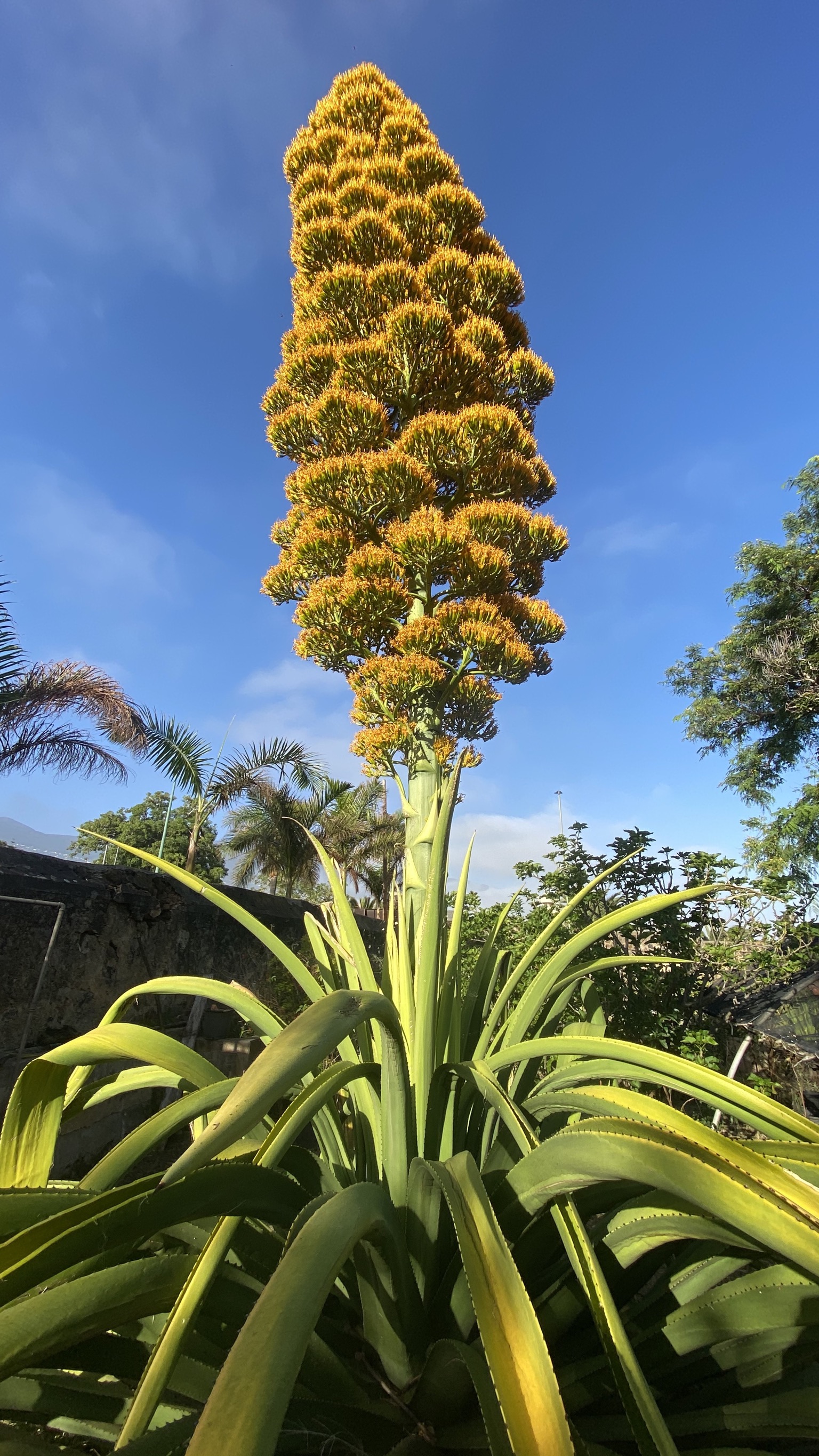 Agave caribeño gigante del Jardín Botánico florece