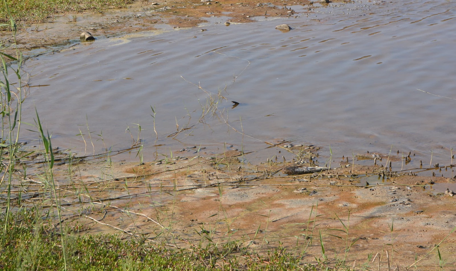 Peces muertos en la Charca de Maspalomas