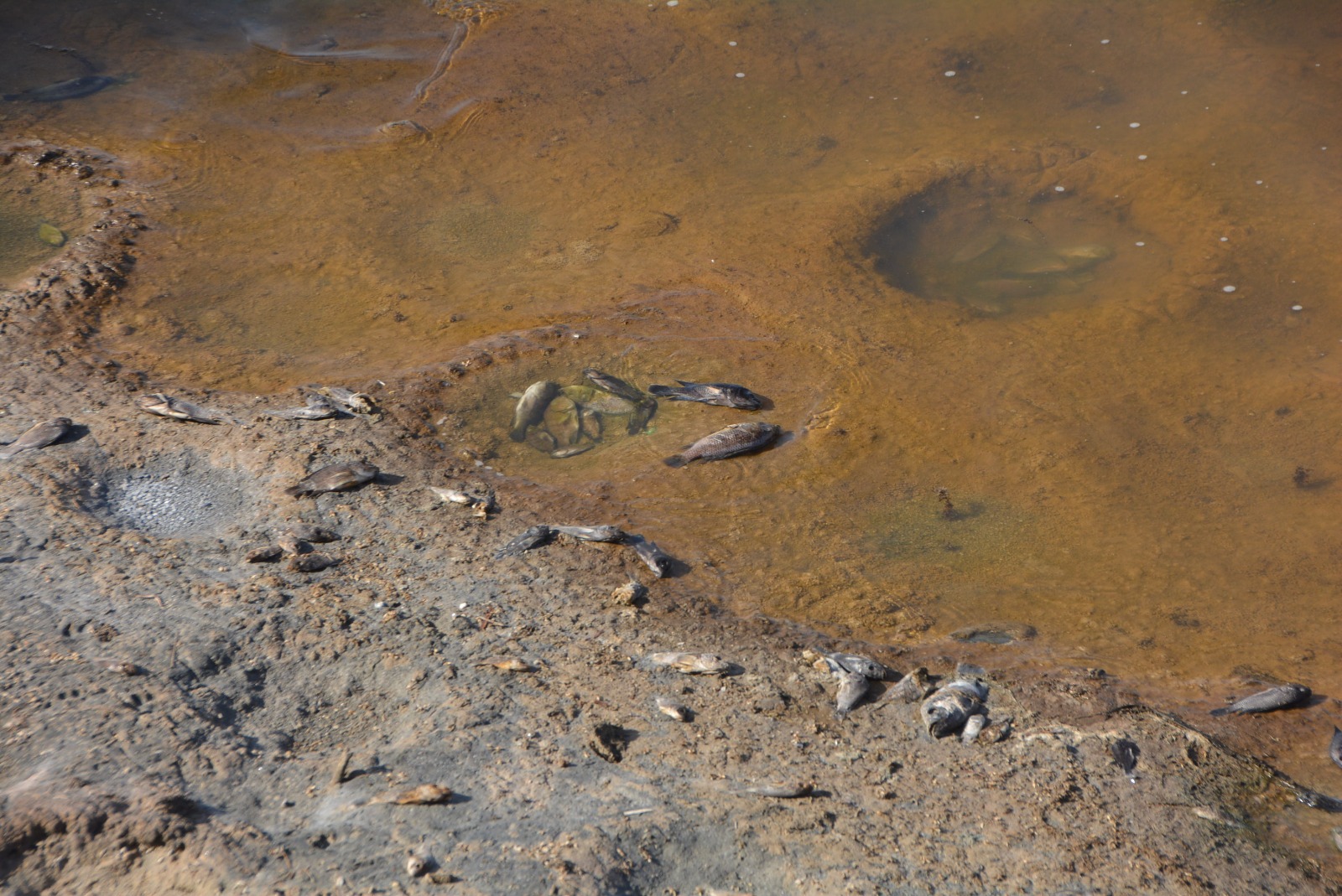 Peces muertos en la Charca de Maspalomas