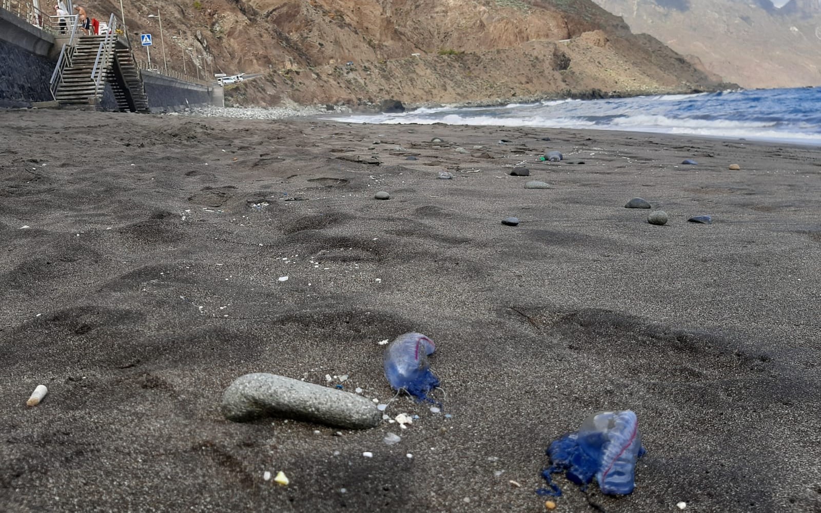 Medusas en la playa Roque de Las Bodegas / Cecopal Medusas en la playa Roque de Las Bodegas