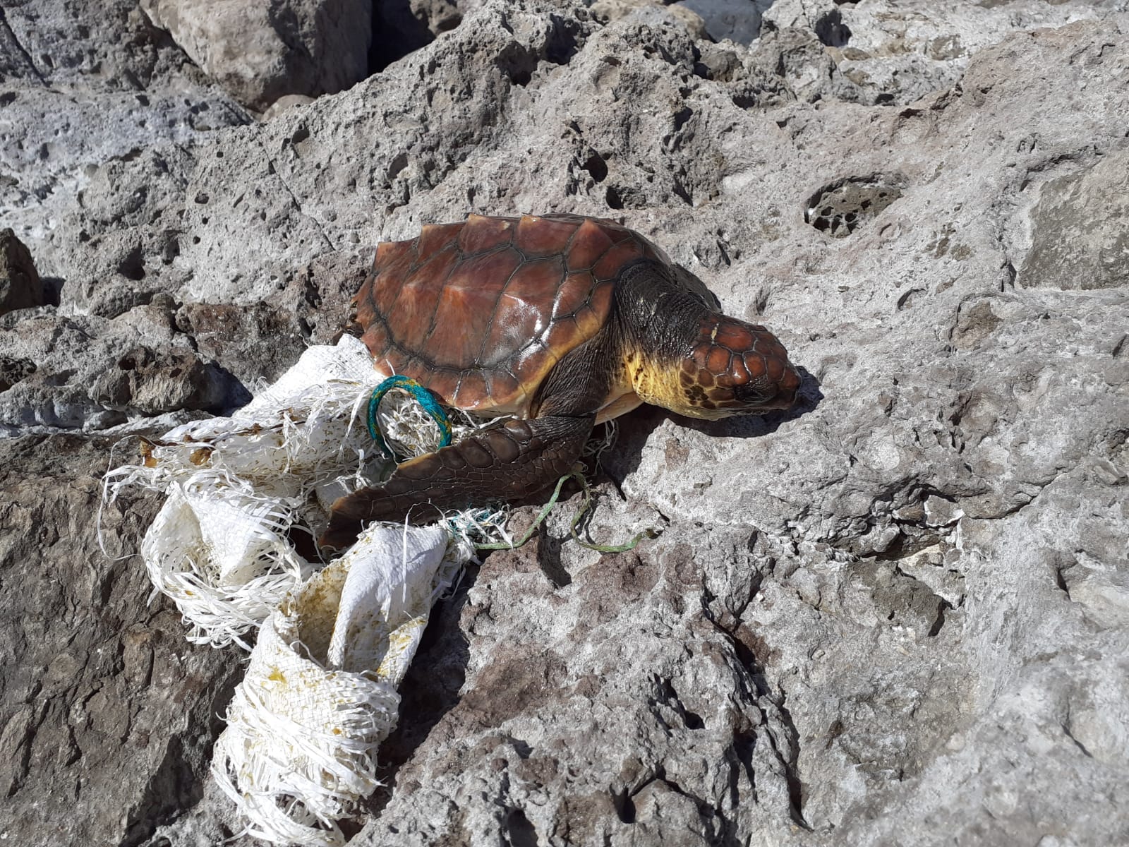 Tortuga rescatada. Gran Canraia 