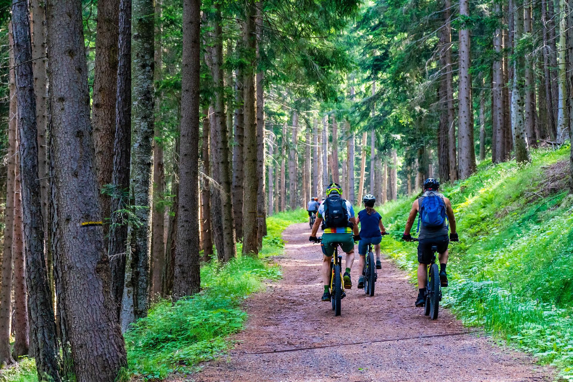 e-bikes / MaBraS (Pixabay) e-bikes en un bosque