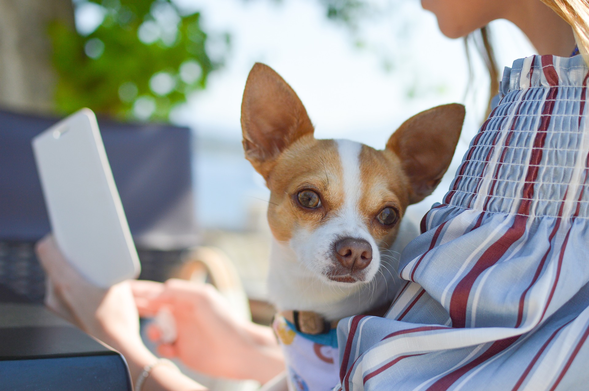 / StockSnap (Pixabay) un perro y su dueña