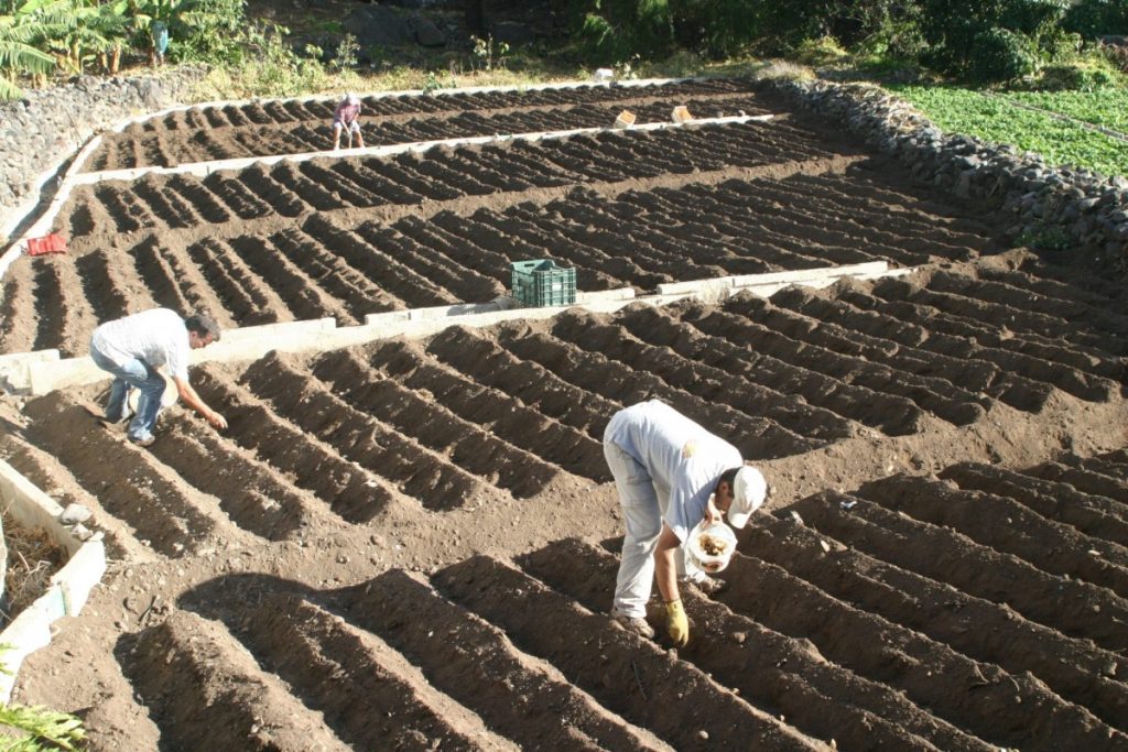 Agricultura. La Gomera