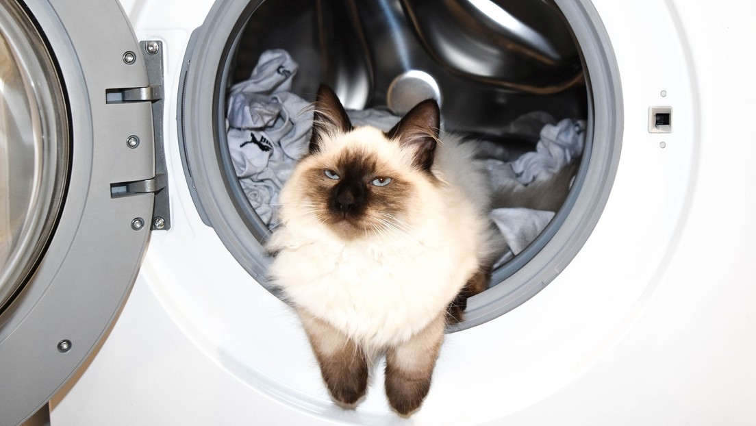 Gato en una lavadora