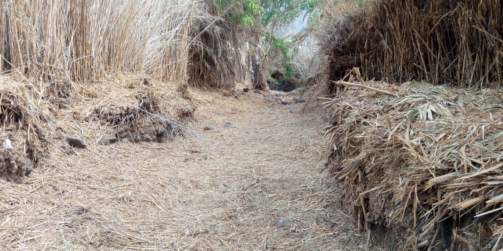 retirada de cañaverales para la prevención de incendios forestales. Gran Canaria