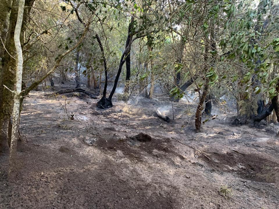 Zona afectada por el conato de incendio de Las Creces., Valle Gran Rey. La Gomera