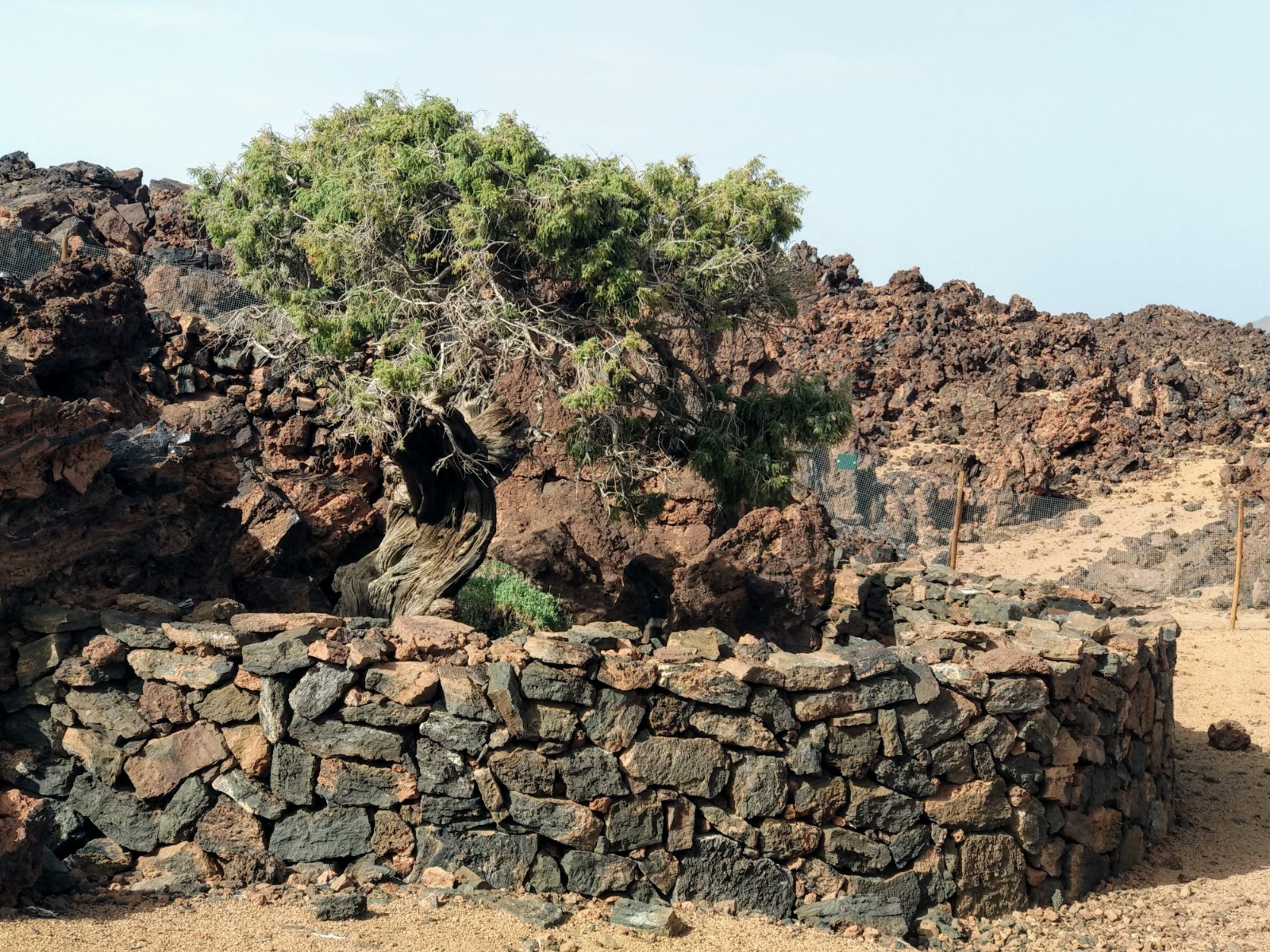 Cedro del Teide. Tenerife