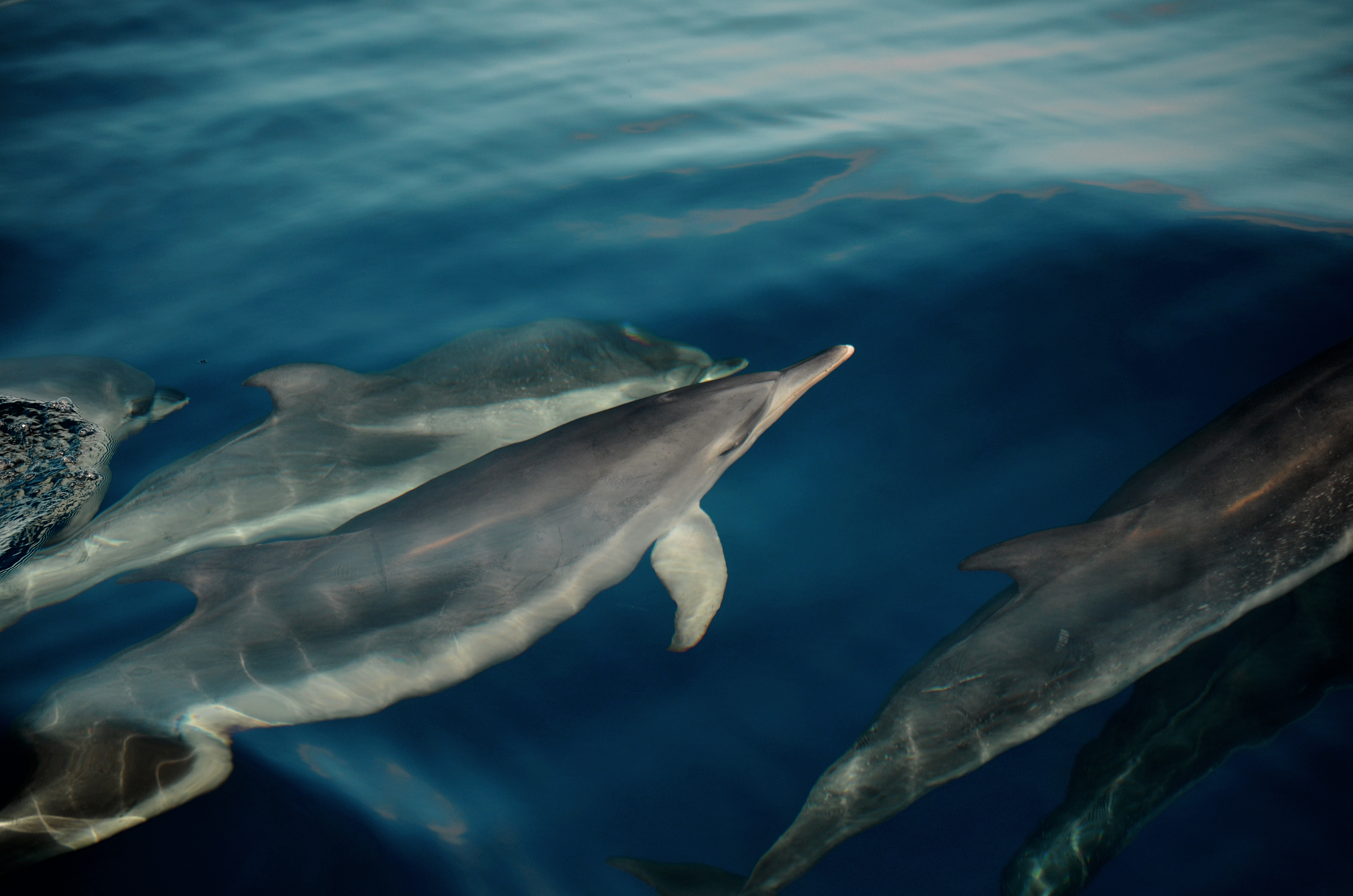 Delfín moteado. Fuerteventura