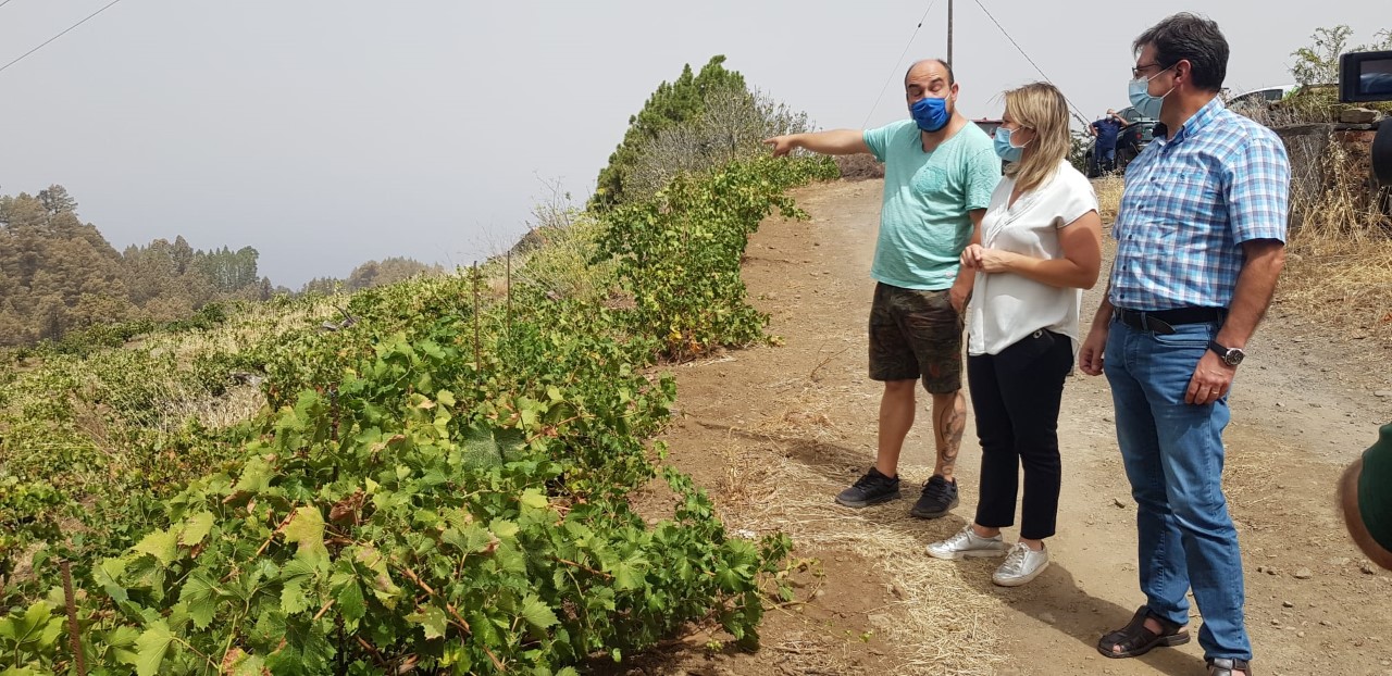 Gobierno de Canarias y Cabildo de La Palma valoran los daños ocasionados por el incendio en los cultivos de Garafía