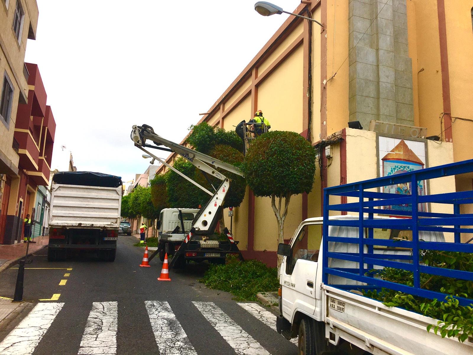 Telde inicia el tratamiento de la arboleda de El Ejido 