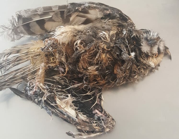 Búho herido en el Centro de Recuperación de Fauna Silvestre de Tafira. Gran Canaria