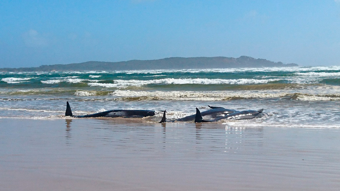 Ballenas varadas en las costas de Tasmania. Australia