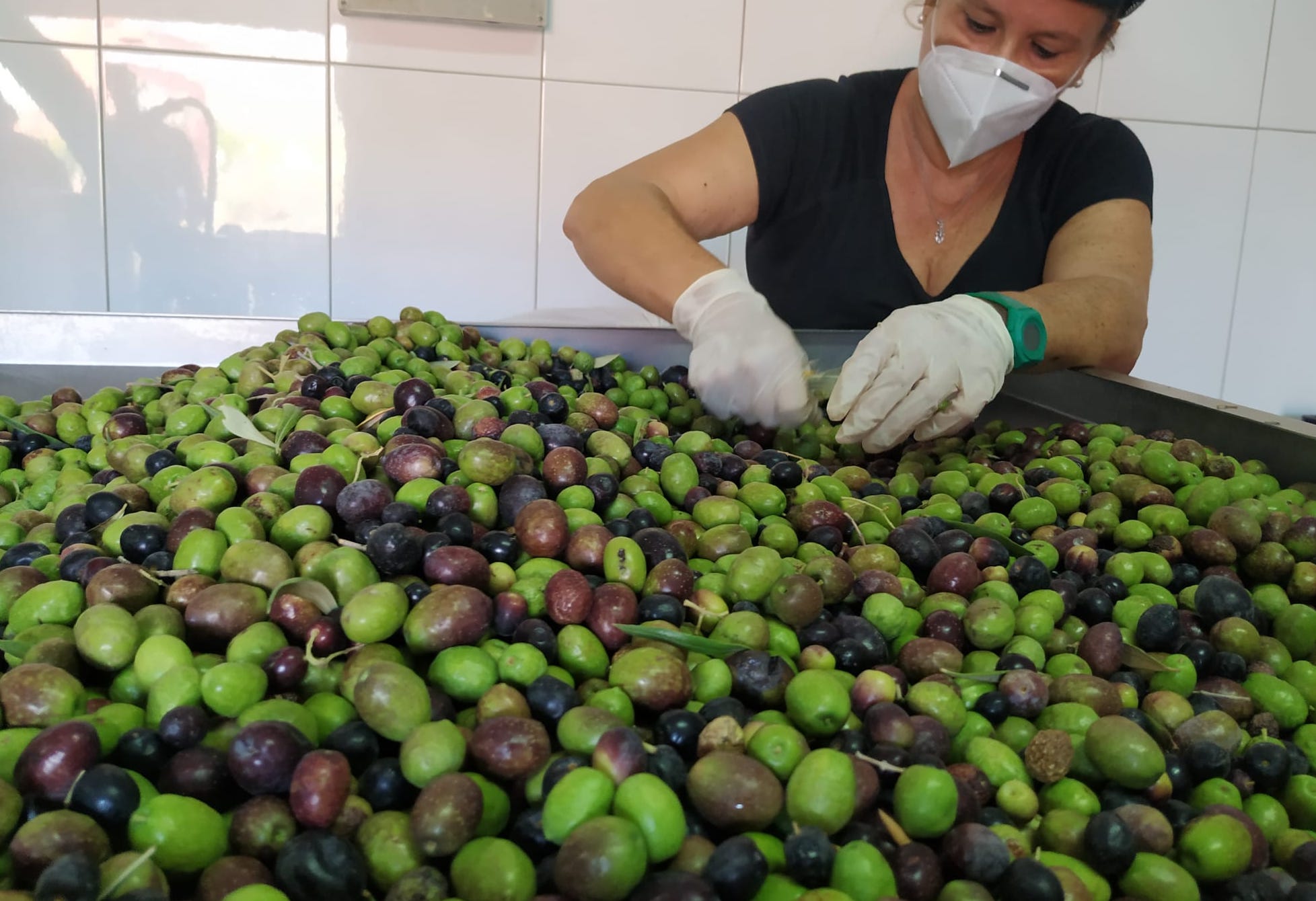 Campaña de recogida de aceitunas de Agüimes. Gran Canaria