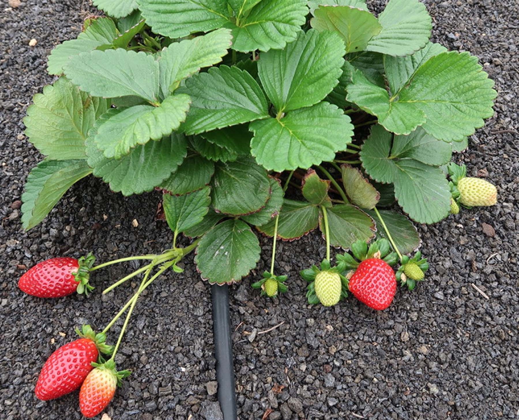 Nueva campaña para incentivar el cultivo de las fresas en Lanzarote Planta de fresas