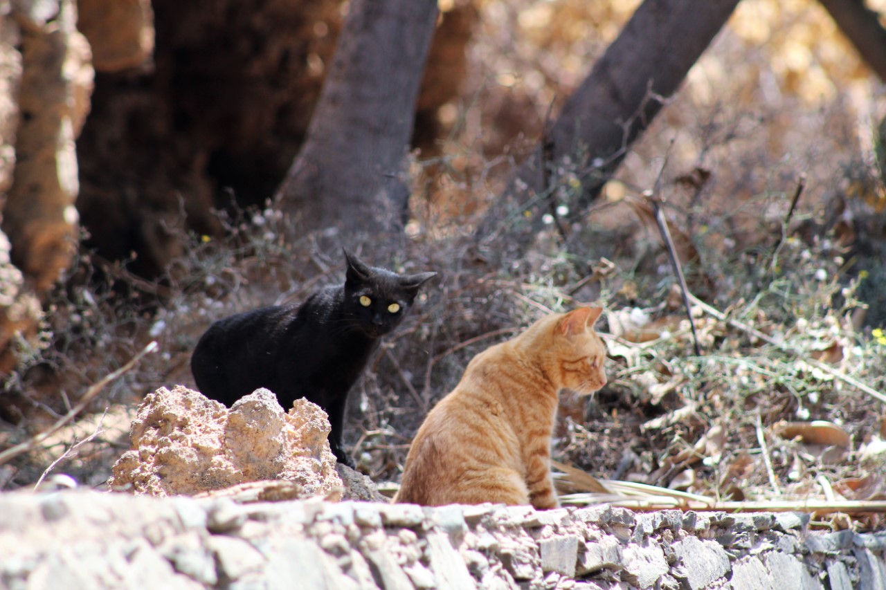 Control y mantenimiento de las colonias felinas en La Isleta. Las Palmas 