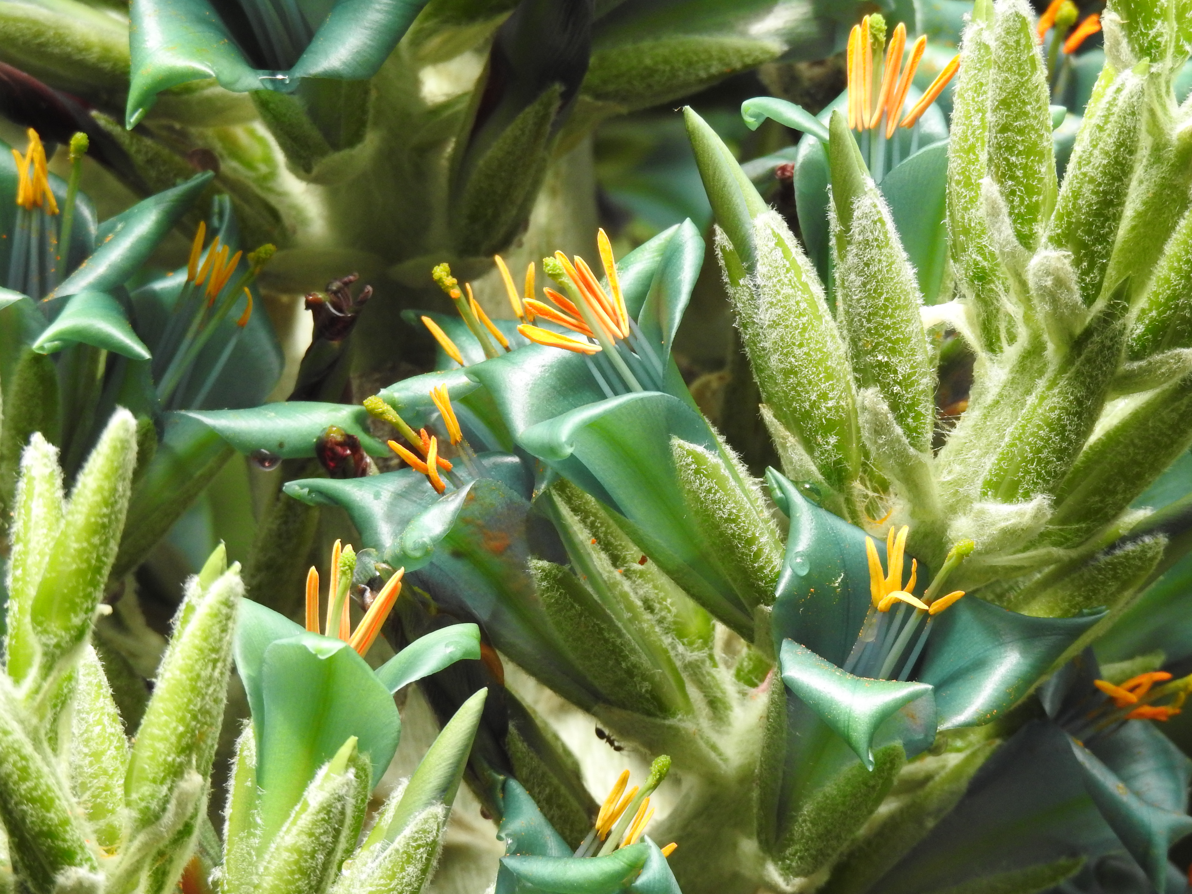  Puya chilena