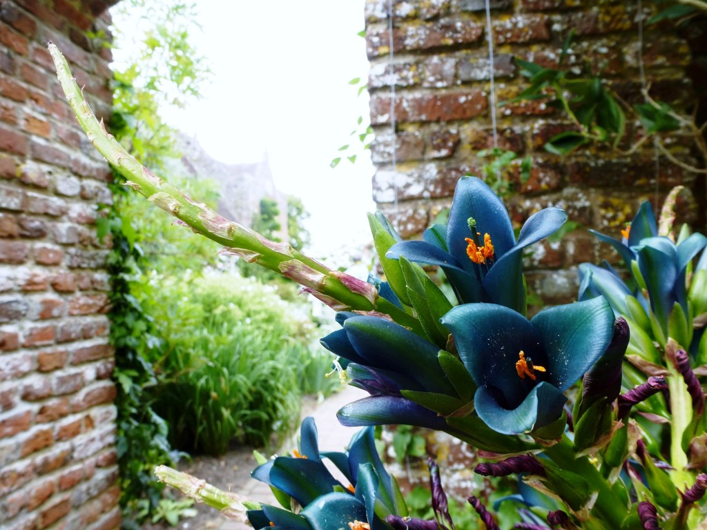 Puya chilena de flores turquesa en el Jardín Botánico Puya chilena de flores turquesa en el Jardín Botánico