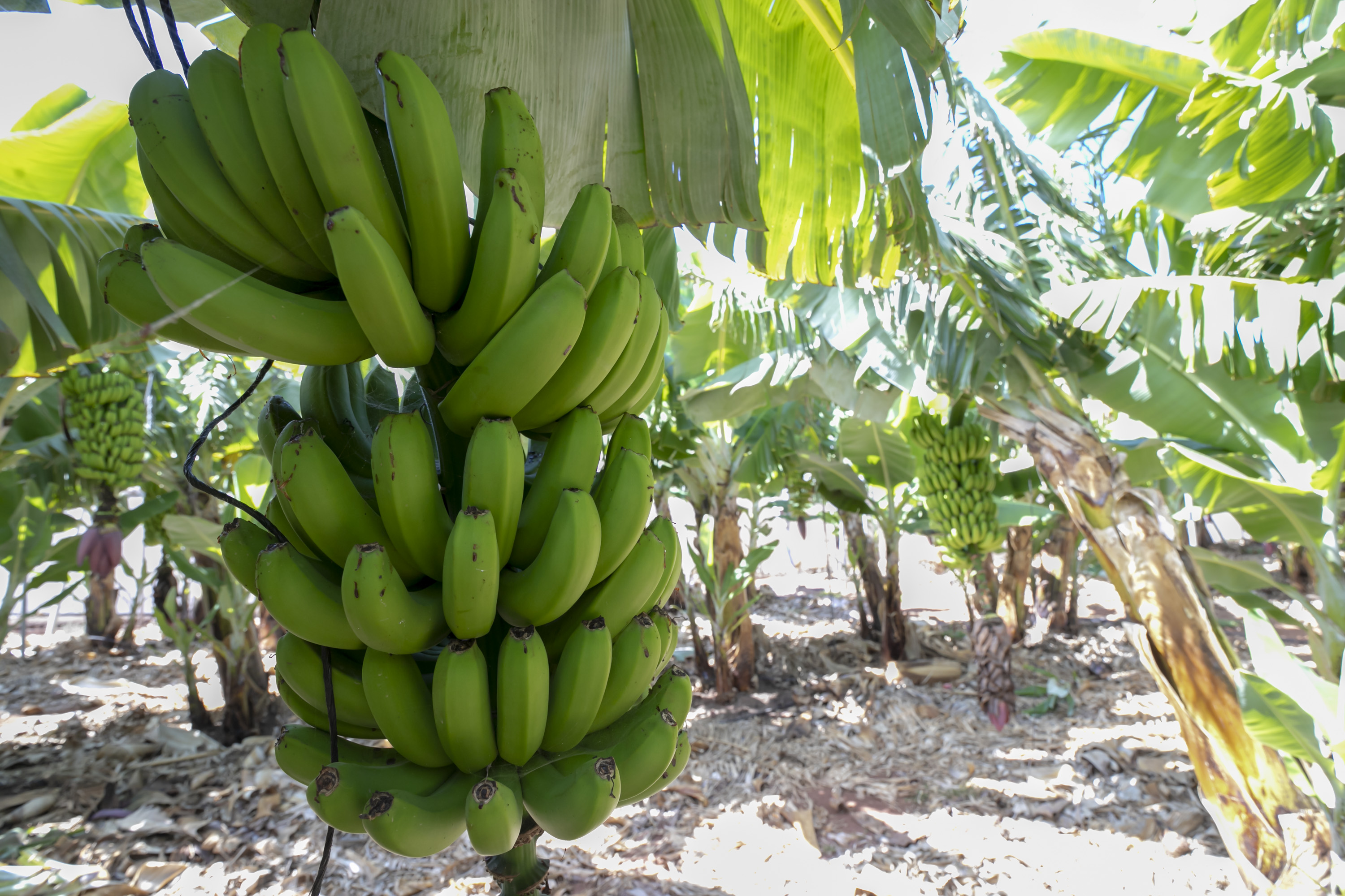 Ayudas a la Indicación Geográfica Protegida “Plátano de Canarias” Plataneras. Canarias