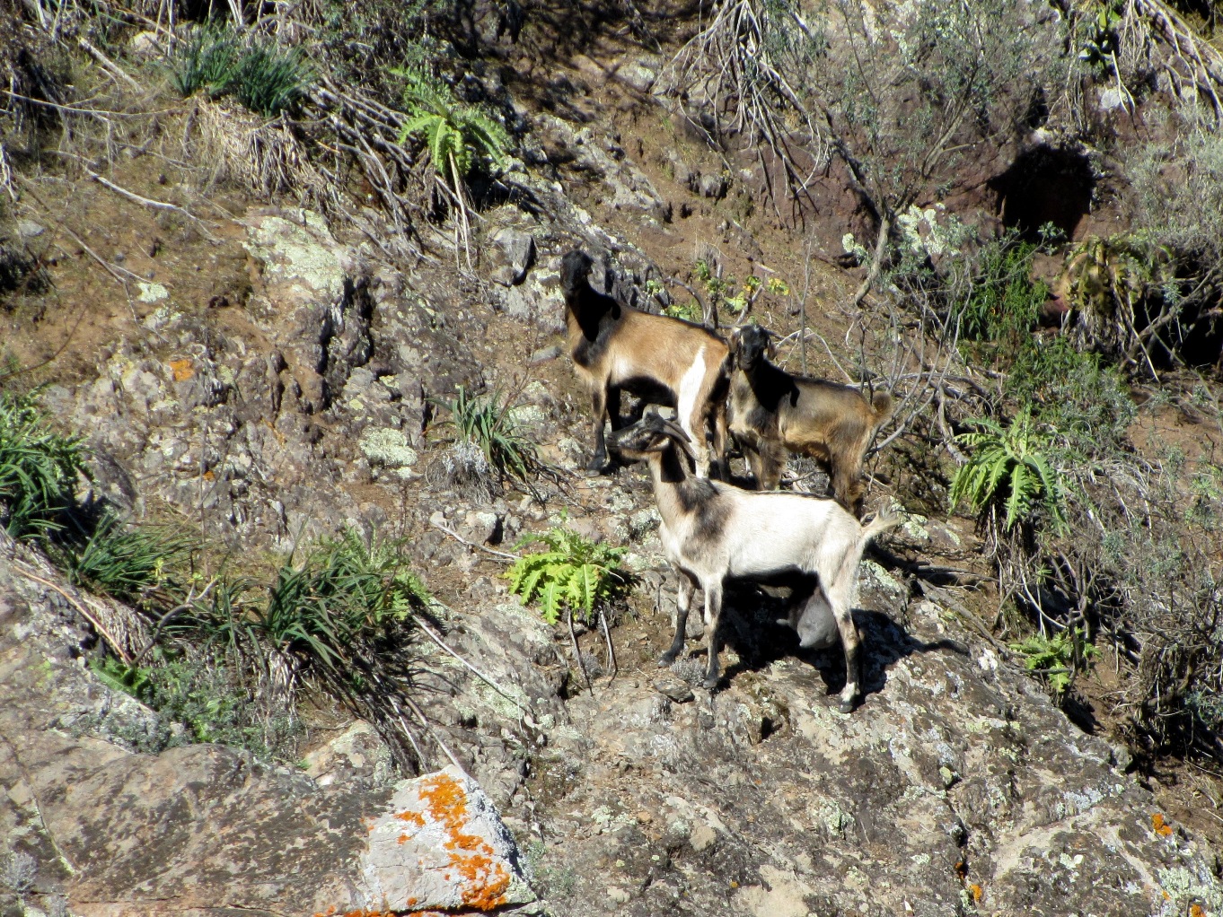 Cabras en las cumbres de Canarias Cabras en las cumbres de Canarias