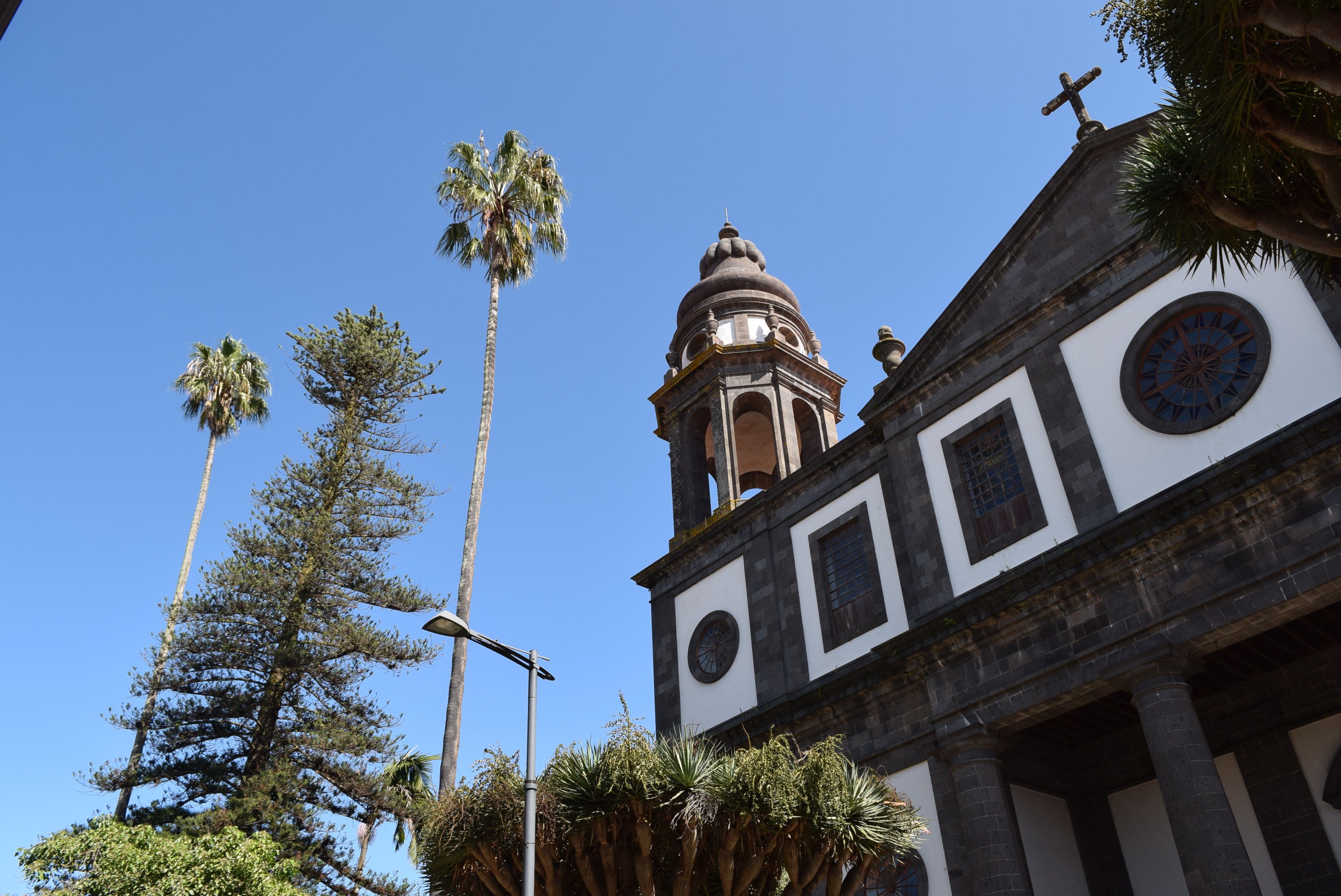 Conservación de las palmeras centenarias de la Catedral en La Laguna. Tenerife