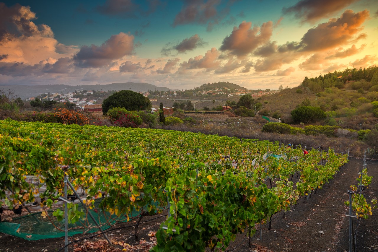 Viñedos de Gran Canaria