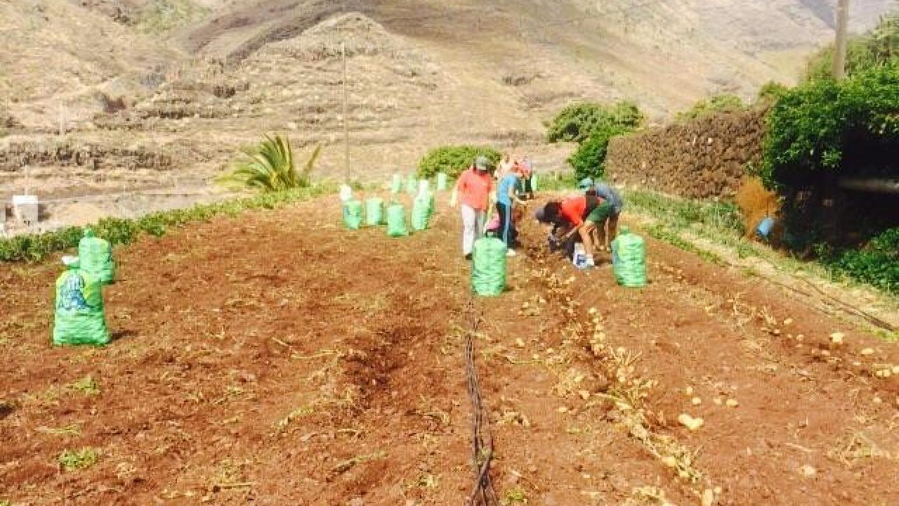 Huertos sociales. La Gomera