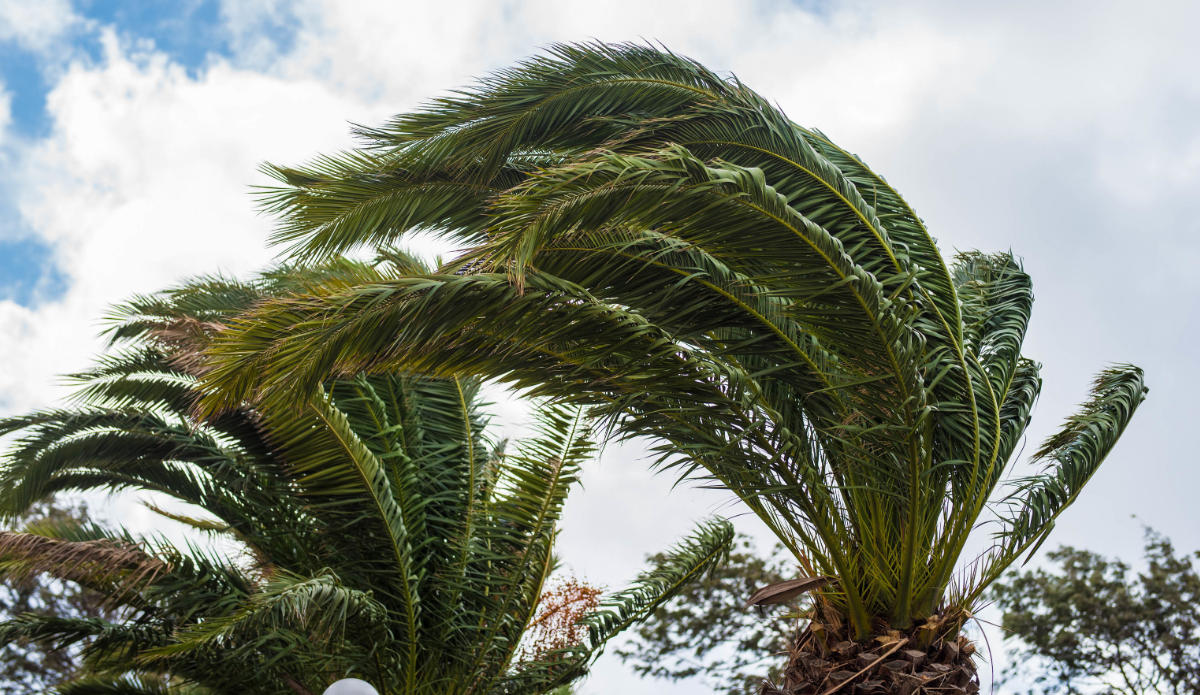 Canarias espera fuertes intervalos de viento Viento fuerte