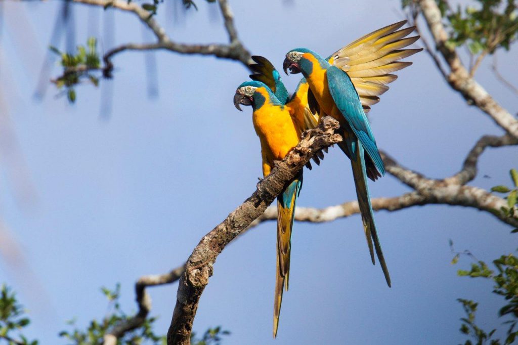 Guacamayos de Loro Parque / CanariasNoticias.es