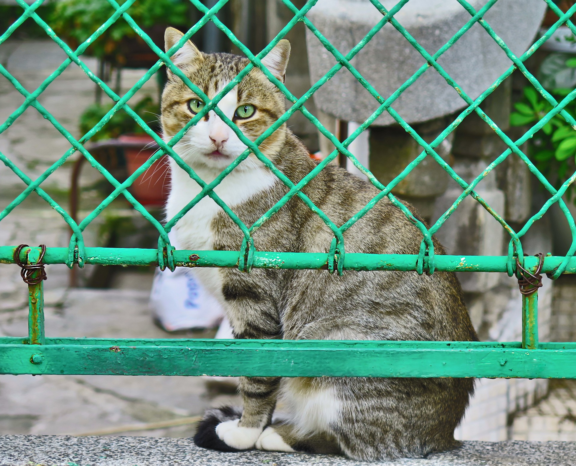 Imagen ilustrativa / greghristov (Pixabay) Gato