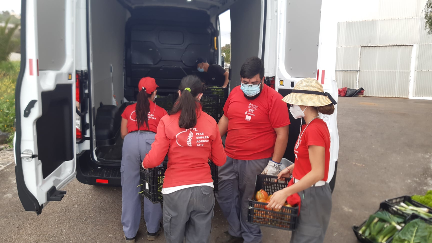 Cosecha solidaria del PFAE-GJ de Granadilla de Abona / CanariasNoticias.es