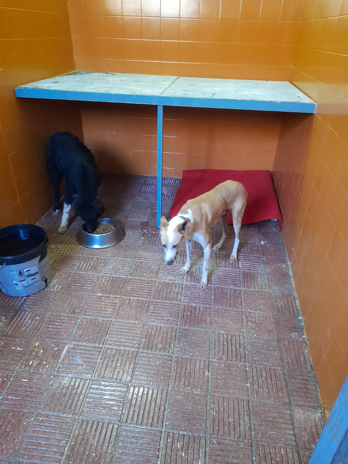 Ayuntamiento de Tacoronte, Refugio Municipal de Animales/ canariasnoticias