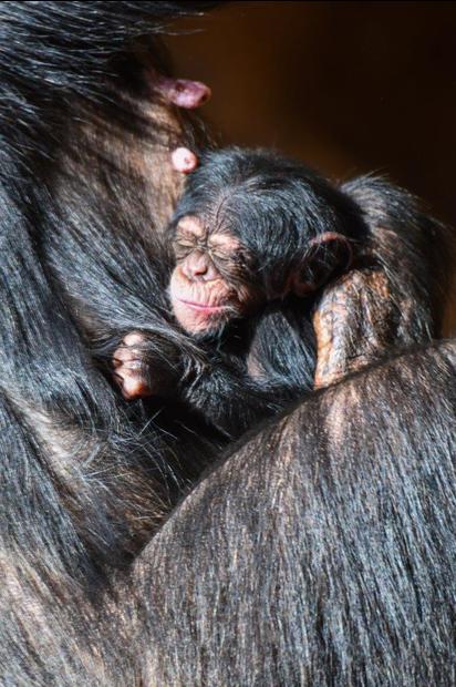 Cría de chimpancé. Loro Parque/ canariasnoticias