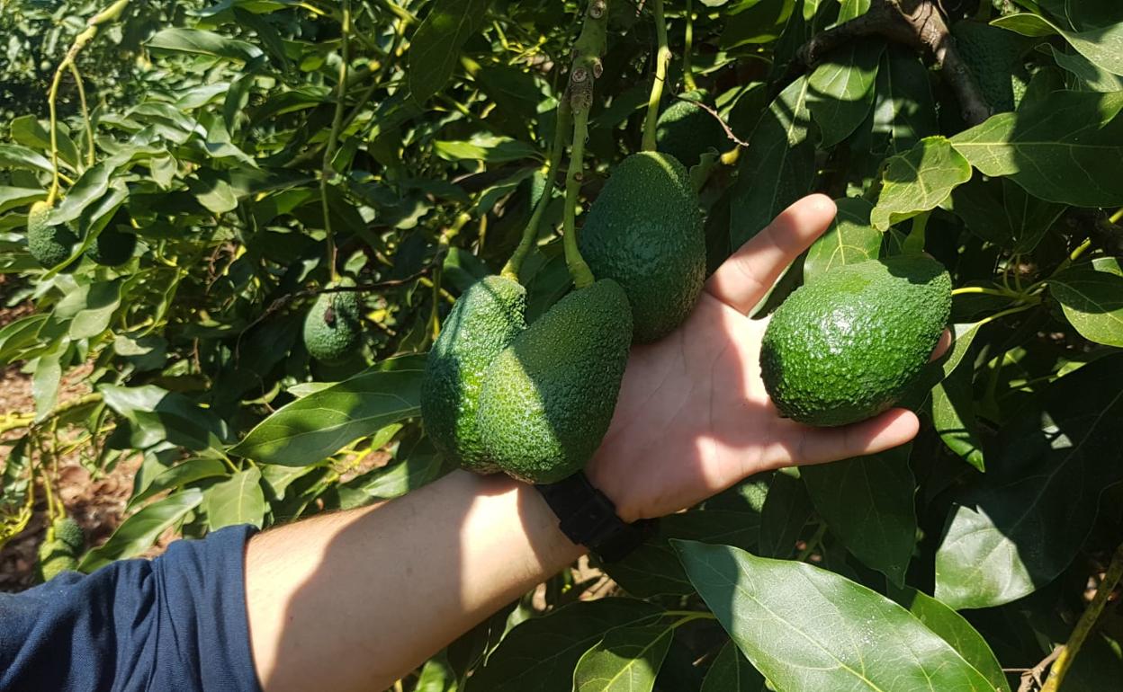 Imagen ilustrativa / CanariasNoticias.es Aguacates