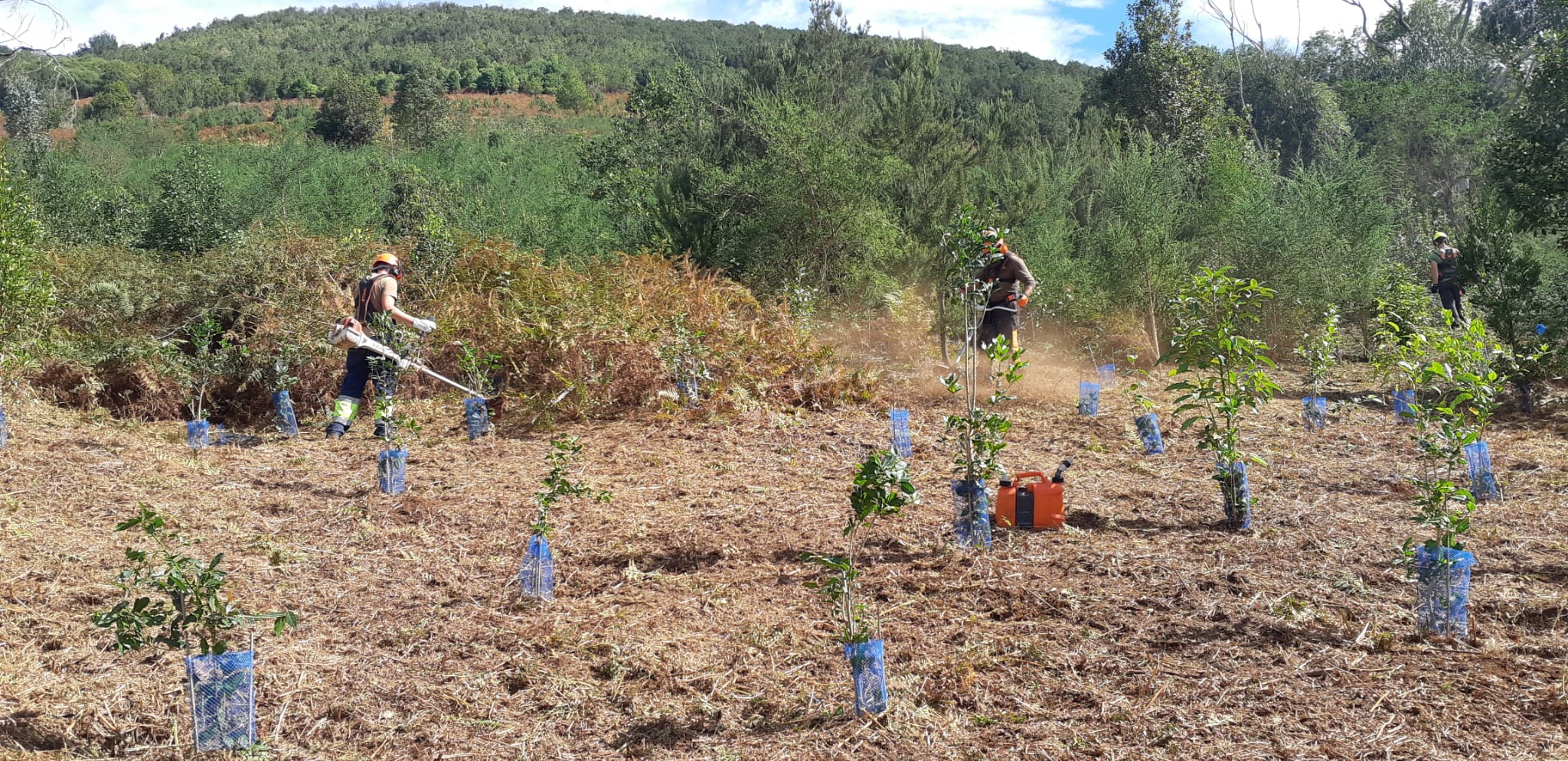 Zona reforestada de Gran Canaria / CanariasNoticias.es