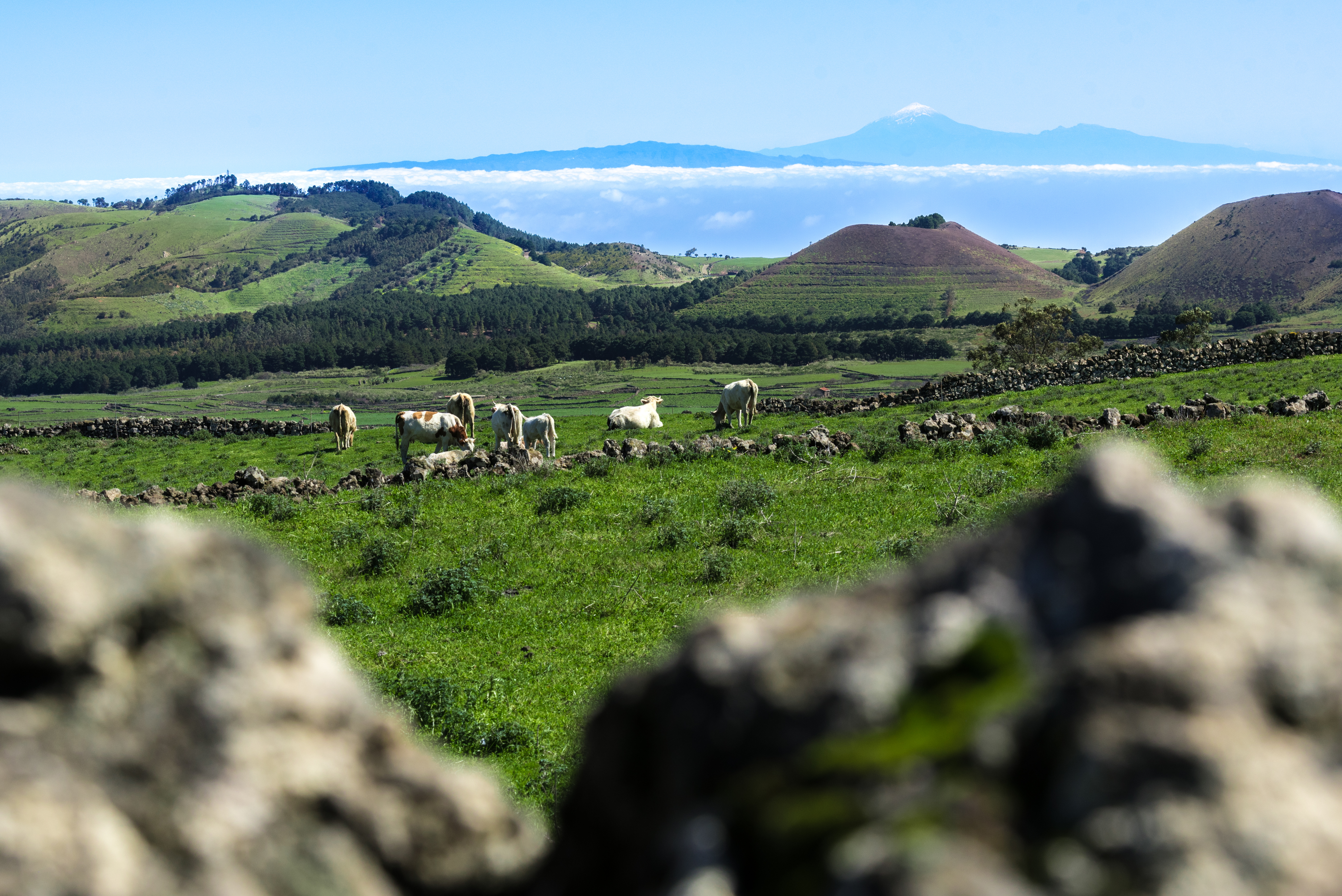Se implanta el "Proyecto Ojeadores" en El Hierro / CanariasNoticias.es Se implanta el "Proyecto Ojeadores" en El Hierro / CanariasNoticias.es
