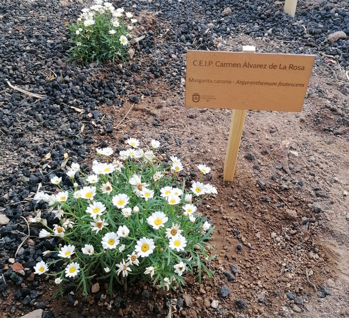 Jardines canarios en los colegios de Candelaria (Tenerife) / CanariasNoticias.es Jardines canarios en los colegios de Candelaria (Tenerife) / CanariasNoticias.es